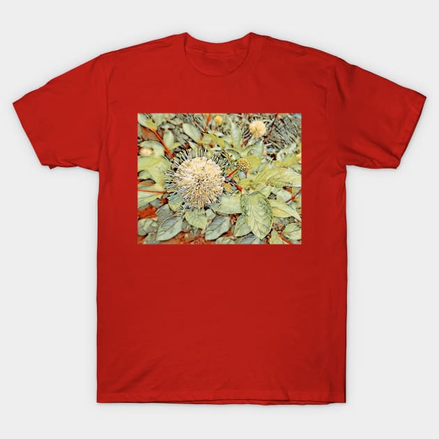 Button Bush Flower No.1 T-Shirt by MaryLinH